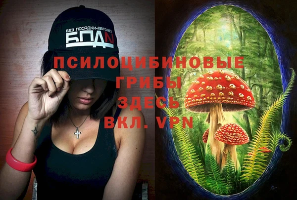 прущие грибы Елабуга